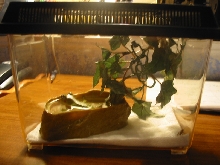 Quarentine  Tank