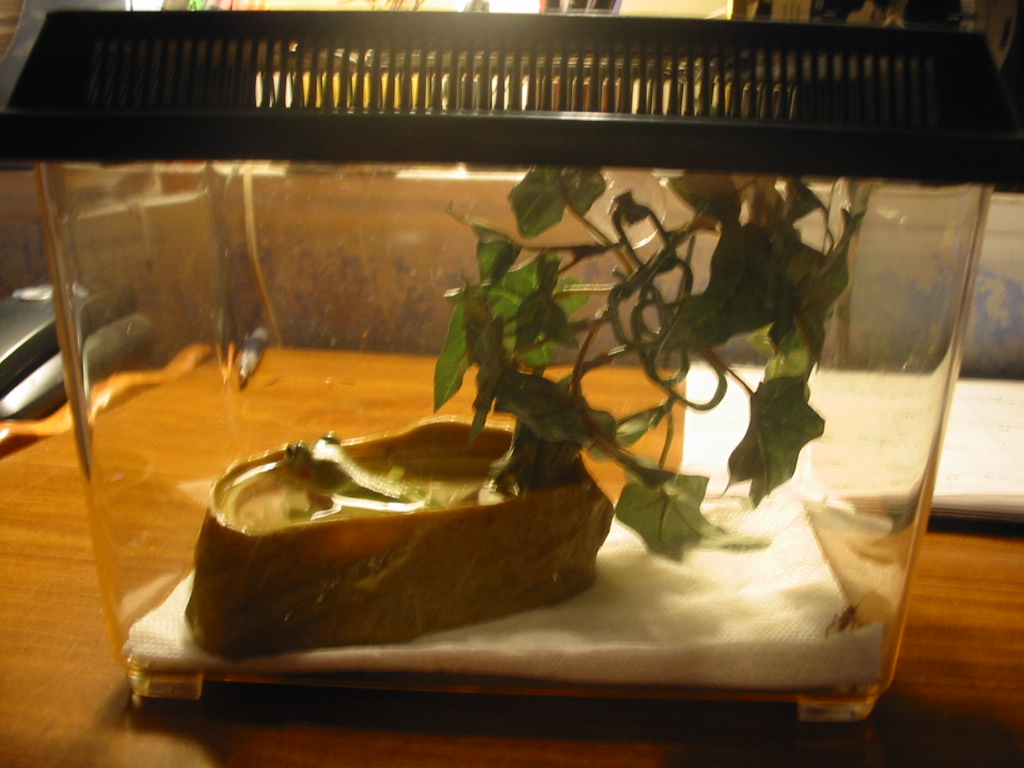 Quarentine  Tank