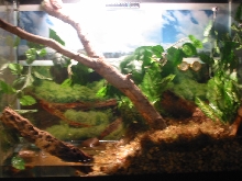 37 Gallon half land/water setup