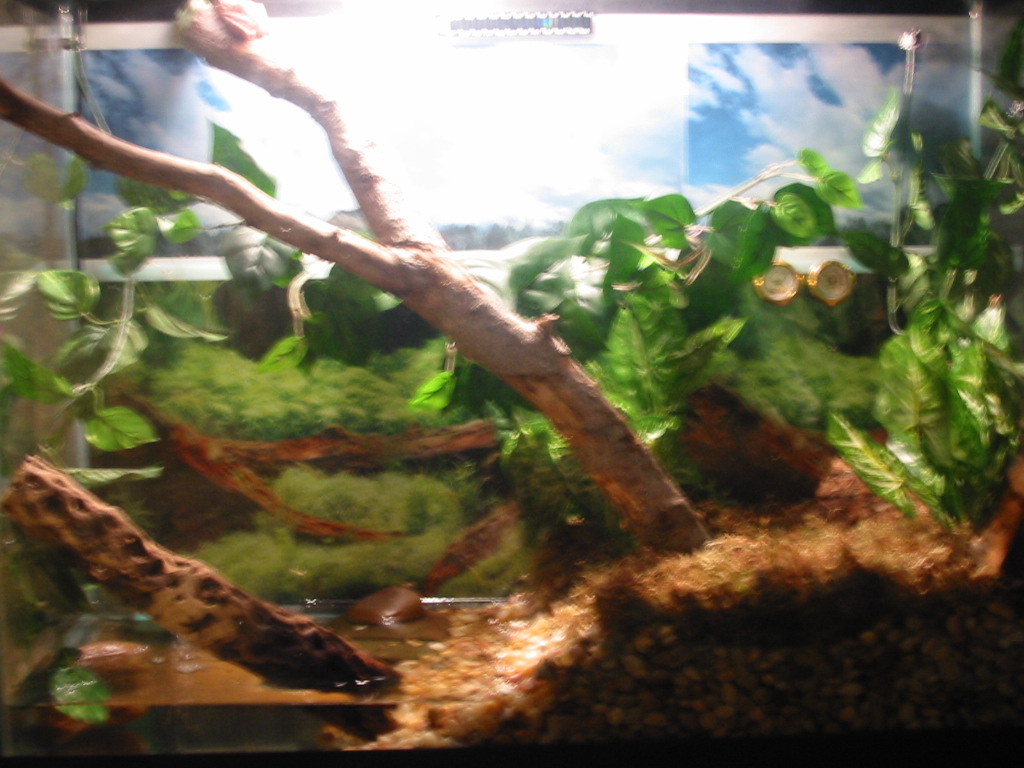 37 Gallon half land/water setup