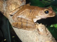 Golden Tree Frog (Corona)