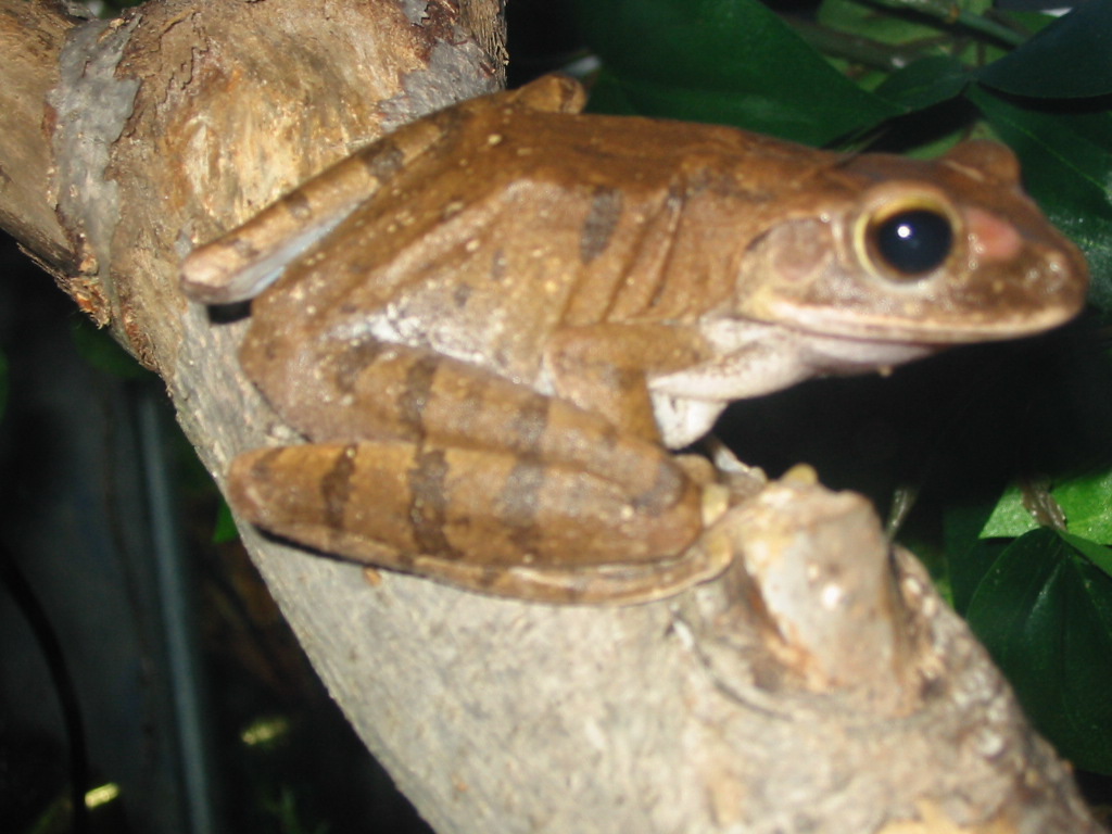 Golden Tree Frog (Corona)