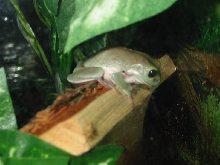White Tree Frog (killian)