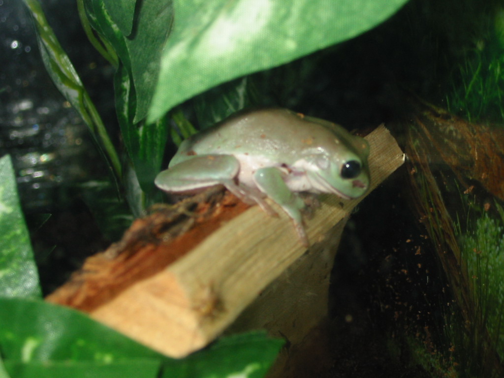 White Tree Frog (killian)