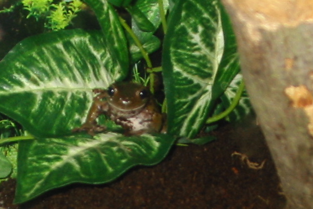 White Tree Frog (Heineken)