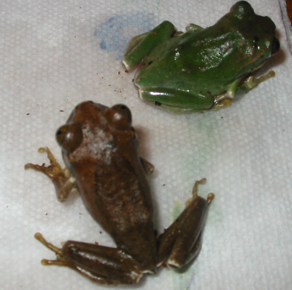 Peacock Tree Frogs