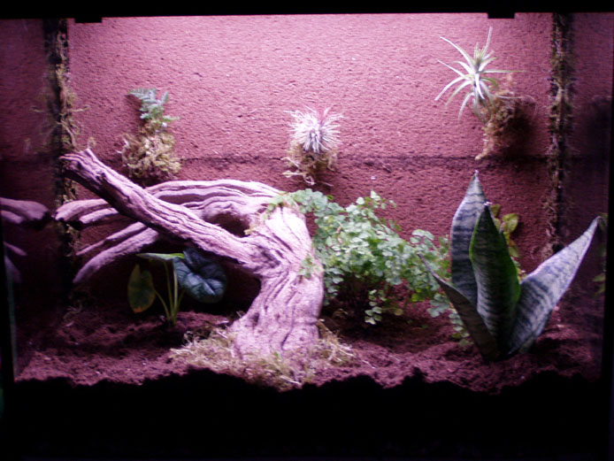 My tank