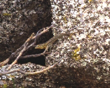 Long-tailed Brush Lizard1