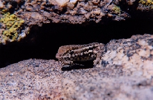 long-tailed brush lizard2