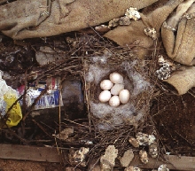 bird nest