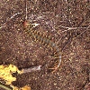 centipede