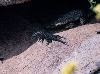 female granite spiny