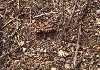 jeruselum cricket