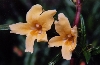 sticky monkey flower