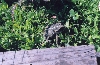 California Toad