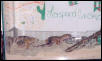 Miss Gecko and Gex