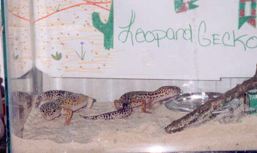 Miss Gecko and Gex