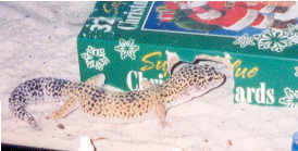 Gex: Stud Man