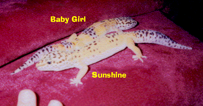 Sunshine&BabyGirl