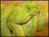 Female chondro