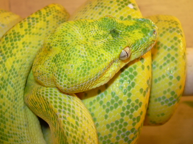 Female chondro