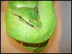 Male High Yellow