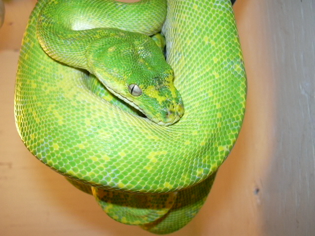 Male High Yellow