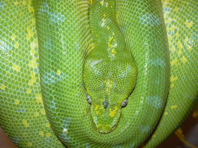 Female chondro
