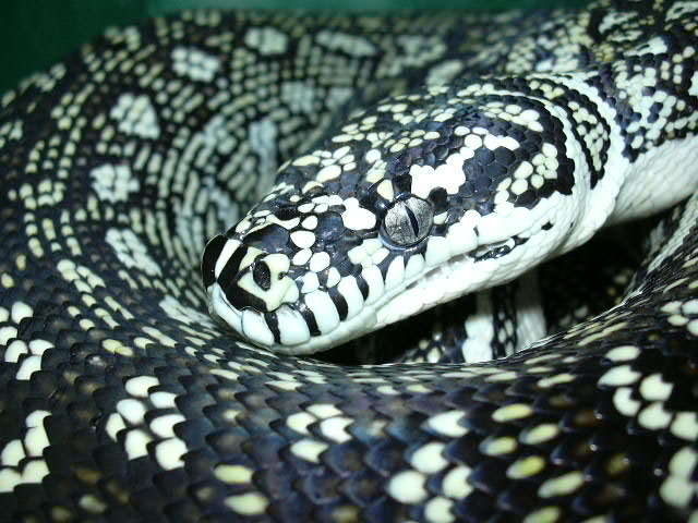 female diamond