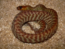Hatchling woma