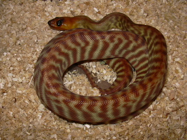 Hatchling woma