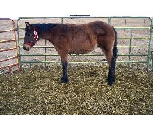 Paint Horses