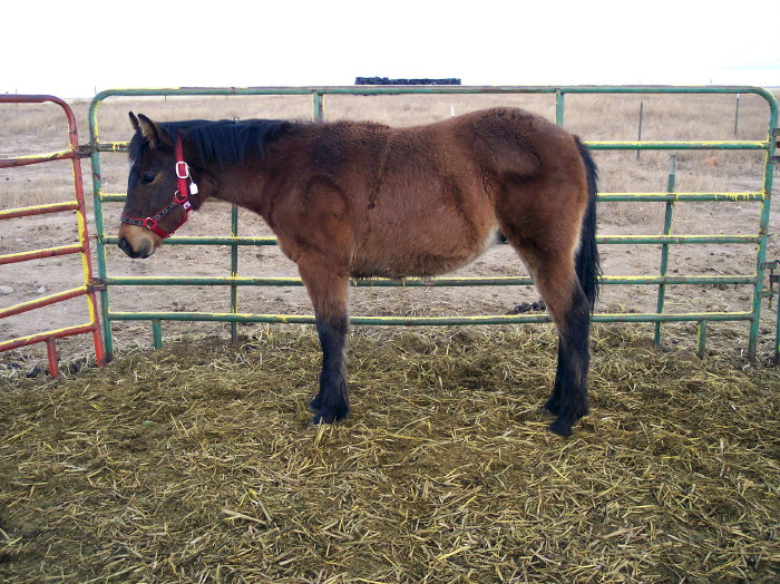 Paint Horses