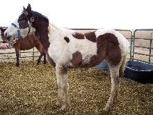 Paint Horses