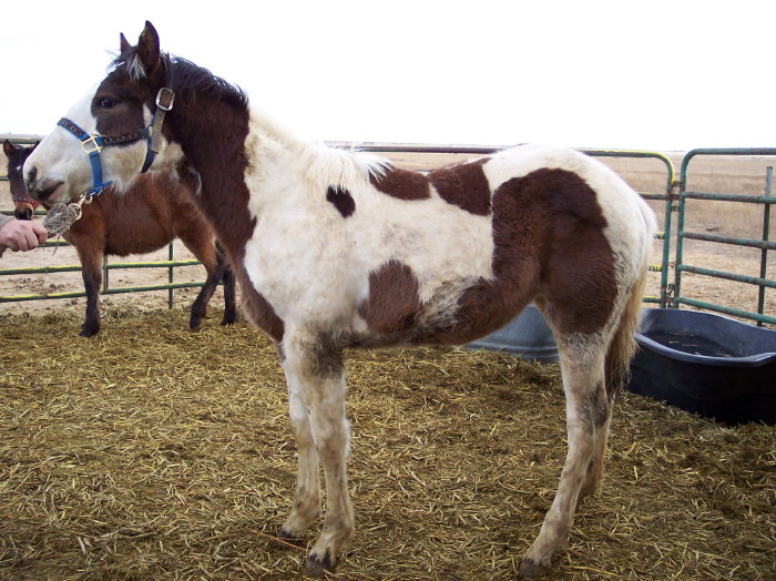Paint Horses
