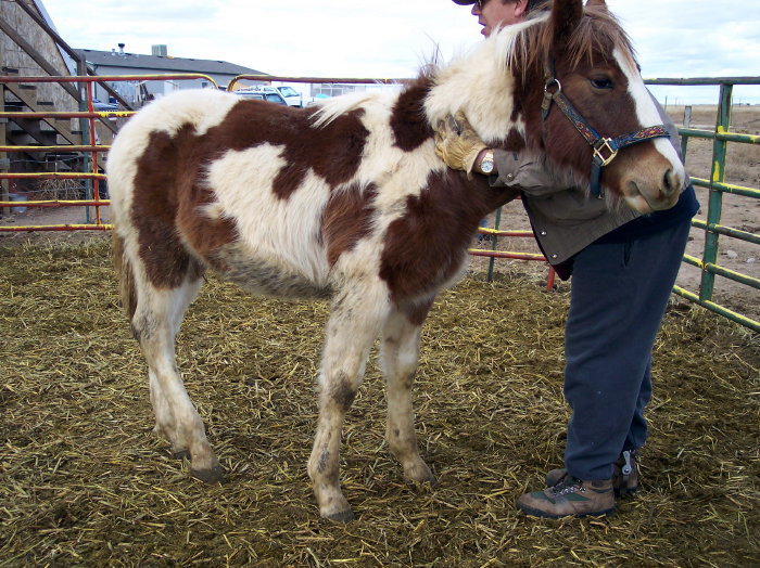 Paint Horses