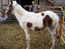 Paint Horses