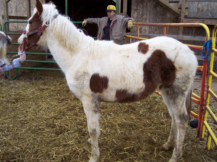 Paint Horses