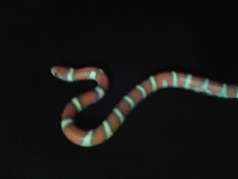 hypo coastal