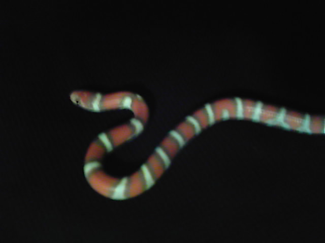 hypo coastal