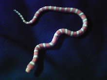 hypo coastal