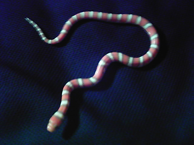 hypo coastal