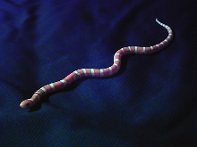 hypo coastal