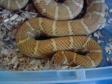 Male lav brooksi