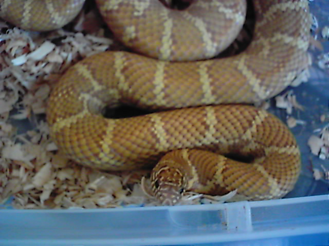 Male lav brooksi