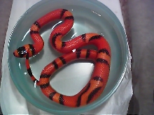 hypo vanishing pattern
