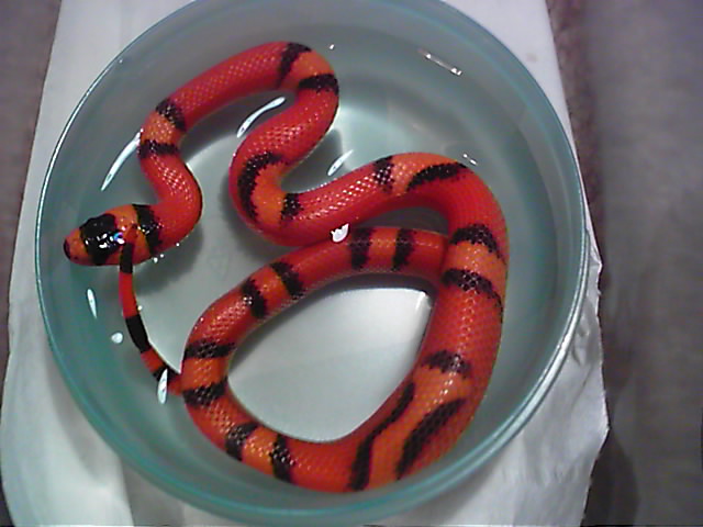 hypo vanishing pattern