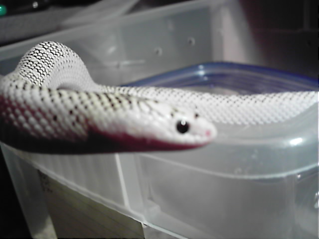 White-sided brooksi