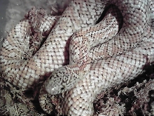 Gravid hypo female brooksi