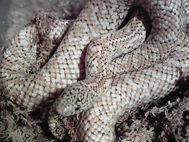 Gravid hypo female brooksi